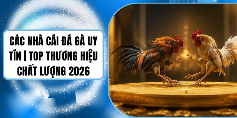 Các Nhà Cái Đá Gà Uy Tín | Top Thương Hiệu Chất Lượng 2026