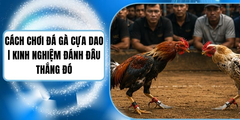 Cách Chơi Đá Gà Cựa Dao | Kinh Nghiệm Đánh Đâu Thắng Đó