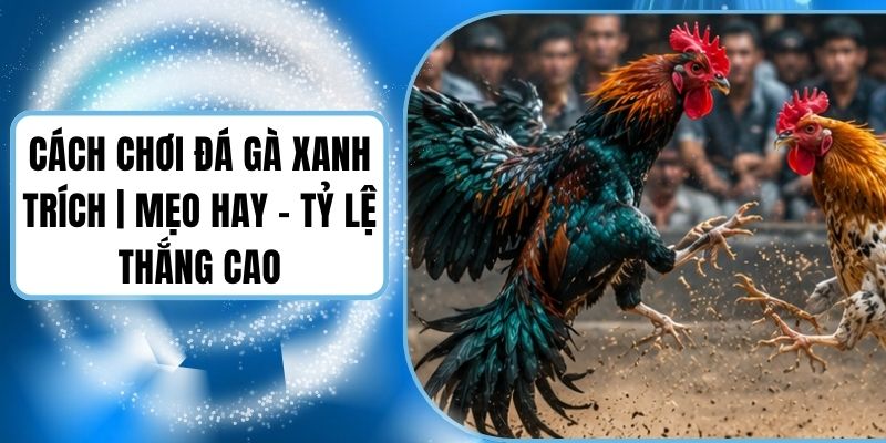 Cách Chơi Đá Gà Xanh Trích | Mẹo Hay - Tỷ Lệ Thắng Cao
