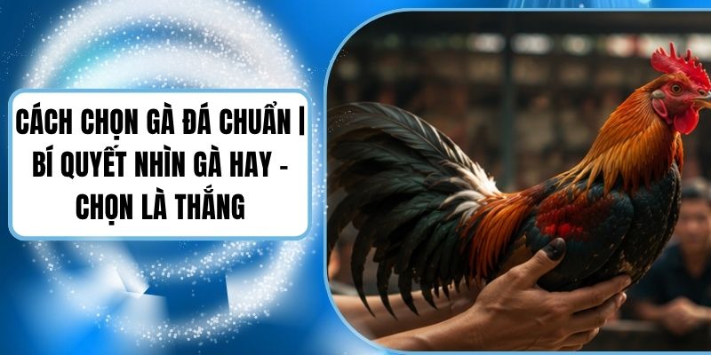Cách Chọn Gà Đá Chuẩn | Bí Quyết Nhìn Gà Hay - Chọn Là Thắng