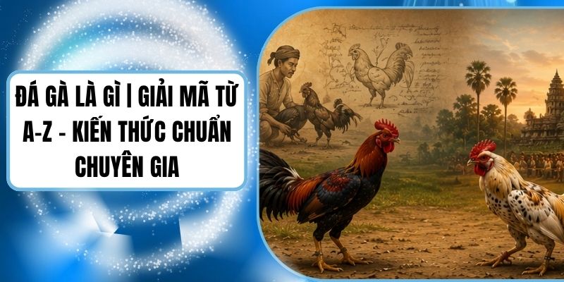 Đá Gà Là Gì | Giải Mã Từ A-Z - Kiến Thức Chuẩn Chuyên Gia
