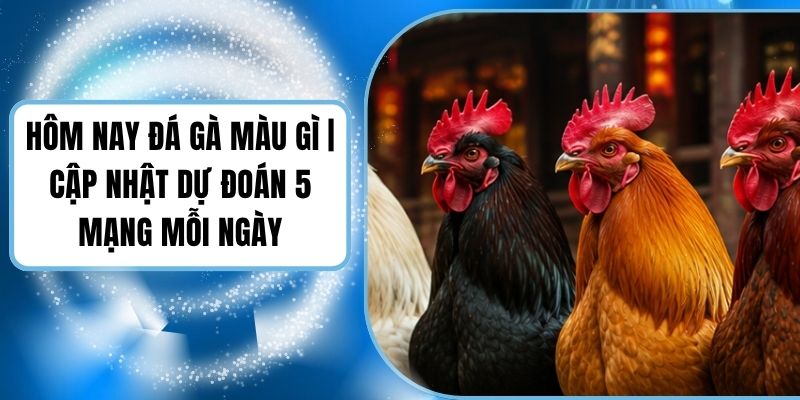 Hôm Nay Đá Gà Màu Gì | Cập Nhật Dự Đoán 5 Mạng Mỗi Ngày