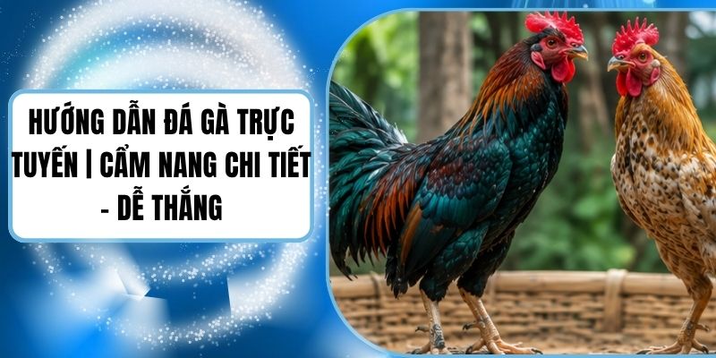 Hướng Dẫn Đá Gà Trực Tuyến | Cẩm Nang Chi Tiết - Dễ Thắng