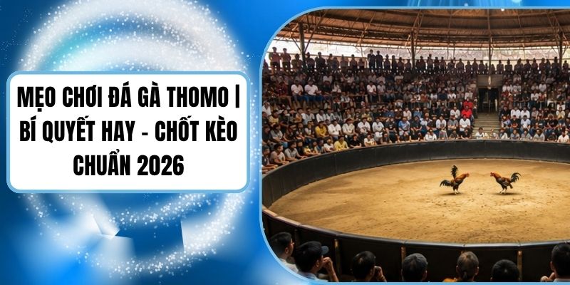 Mẹo Chơi Đá Gà Thomo | Bí Quyết Hay - Chốt Kèo Chuẩn 2026