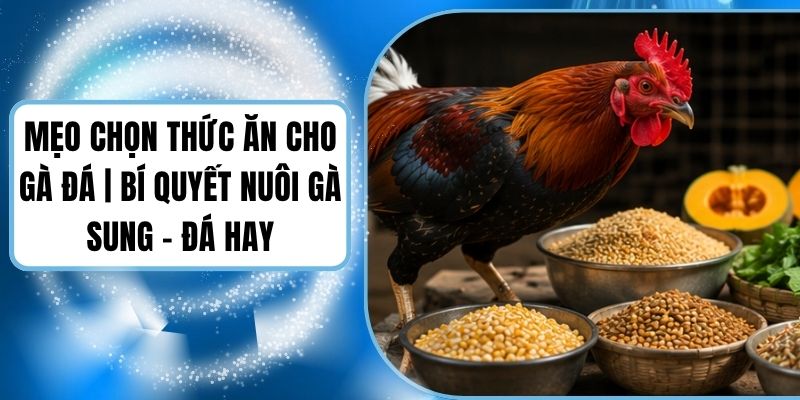Mẹo Chọn Thức Ăn Cho Gà Đá | Bí Quyết Nuôi Gà Sung - Đá Hay